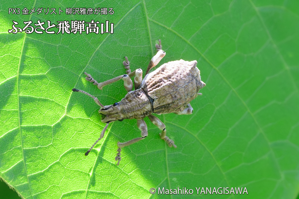 飛騨高山に棲むシロコブゾウムシの写真です。