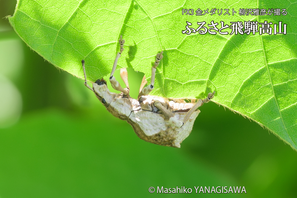 飛騨高山に棲むシロコブゾウムシの写真です。