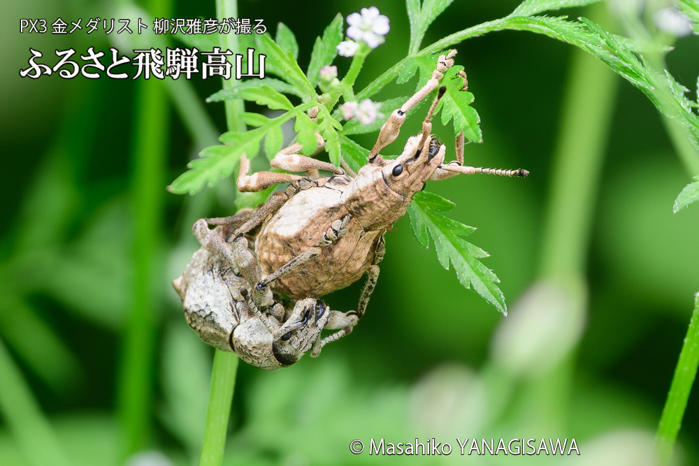 飛騨高山に棲むシロコブゾウムシの写真です。