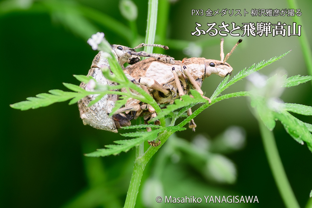 飛騨高山に棲むシロコブゾウムシの写真です。