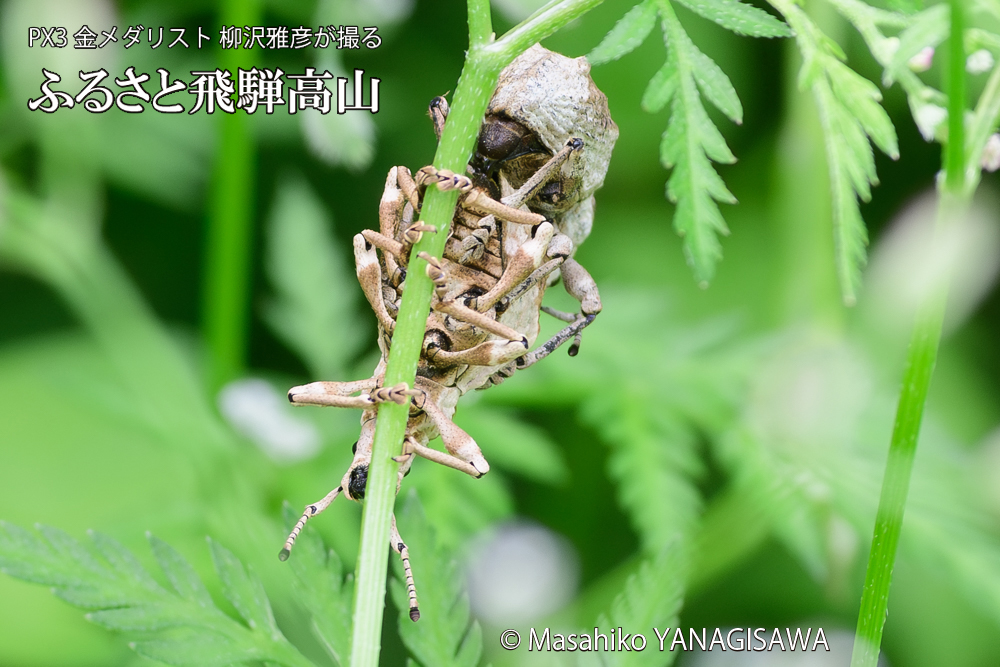 飛騨高山に棲むシロコブゾウムシの写真です。