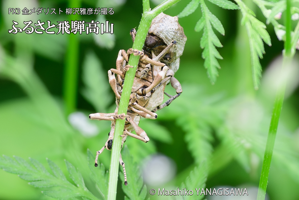 飛騨高山に棲むシロコブゾウムシの写真です。