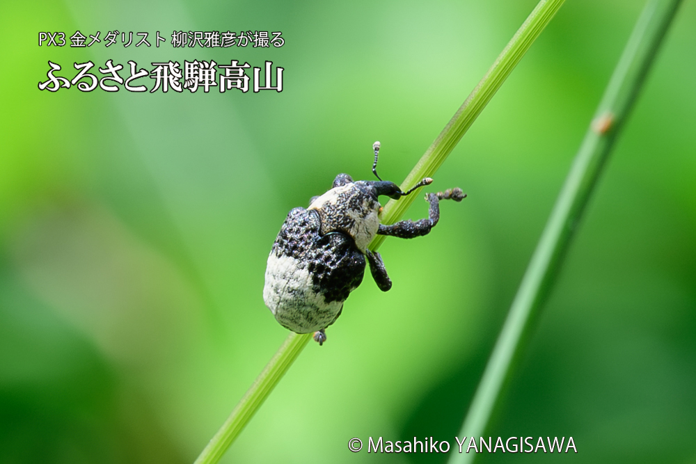 飛騨高山に棲むオジロアシナガゾウムシの写真です。