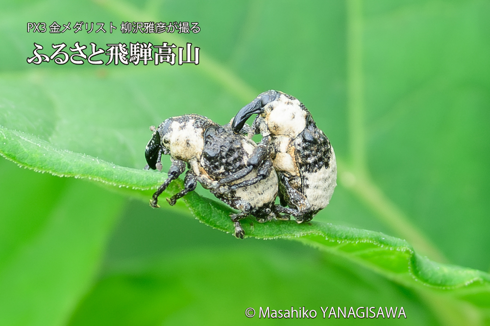 飛騨高山に棲むオジロアシナガゾウムシの写真です。