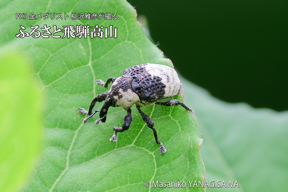 飛騨高山に棲むオジロアシナガゾウムシの写真です。