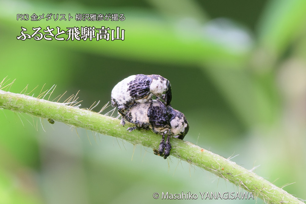 飛騨高山に棲むオジロアシナガゾウムシの写真です。