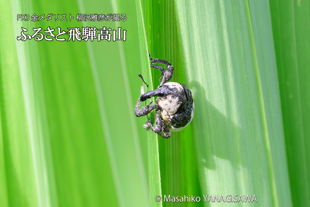 飛騨高山に棲むオジロアシナガゾウムシの写真です。