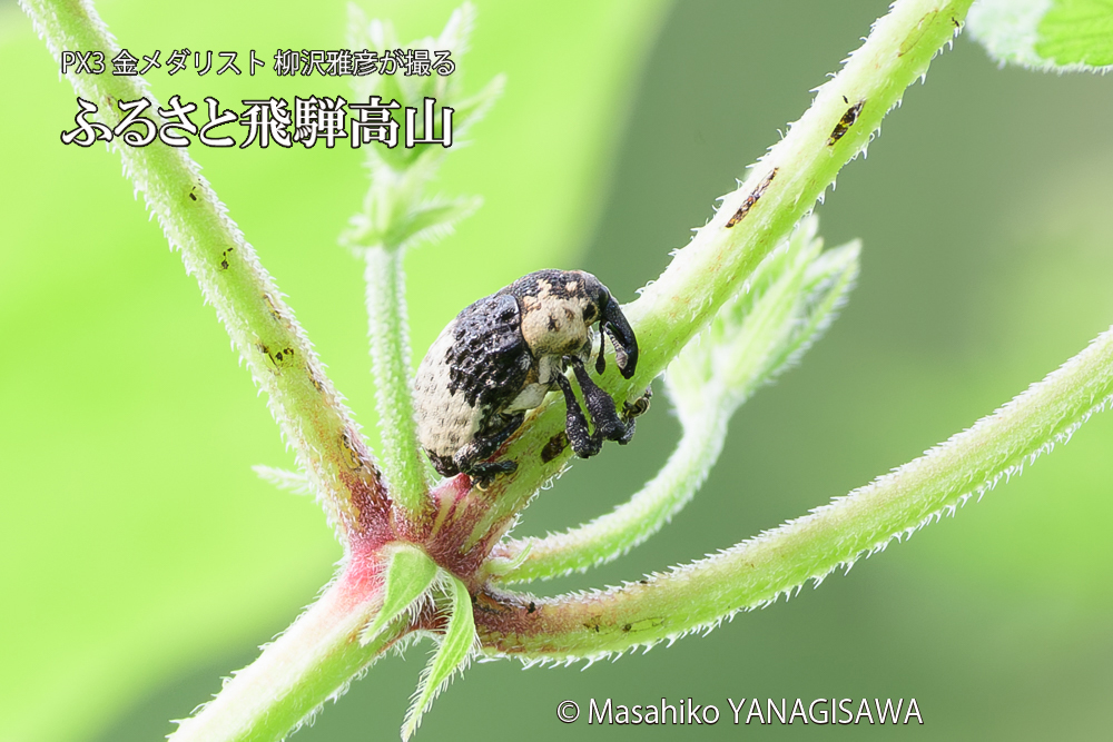 飛騨高山に棲むオジロアシナガゾウムシの写真です。