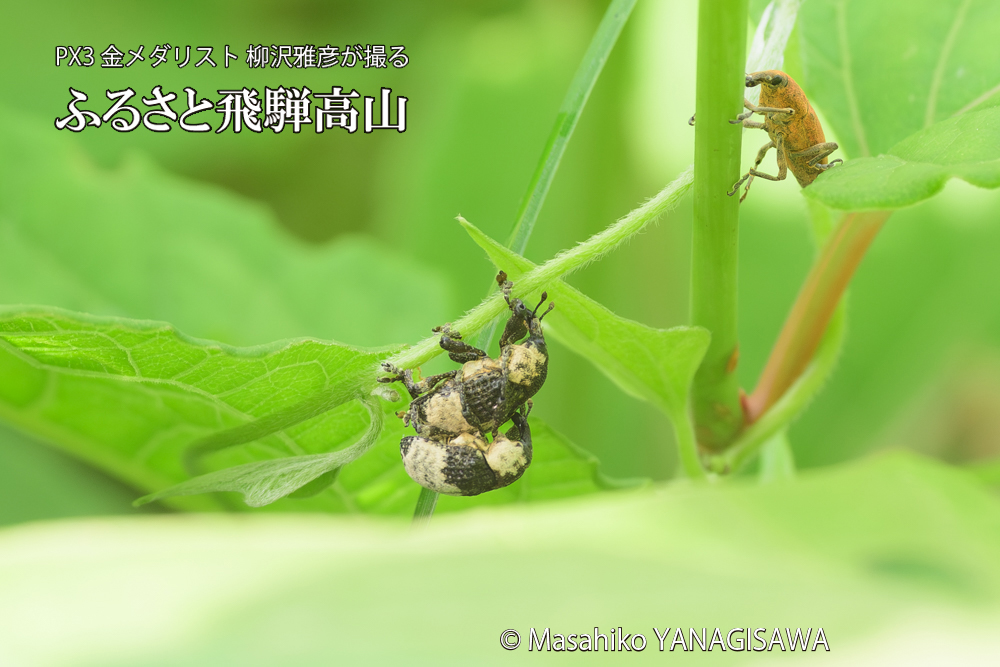 飛騨高山に棲むオジロアシナガゾウムシの写真です。