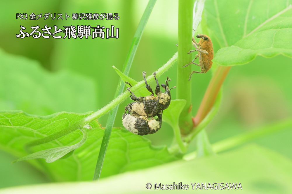 飛騨高山に棲むオジロアシナガゾウムシの写真です。