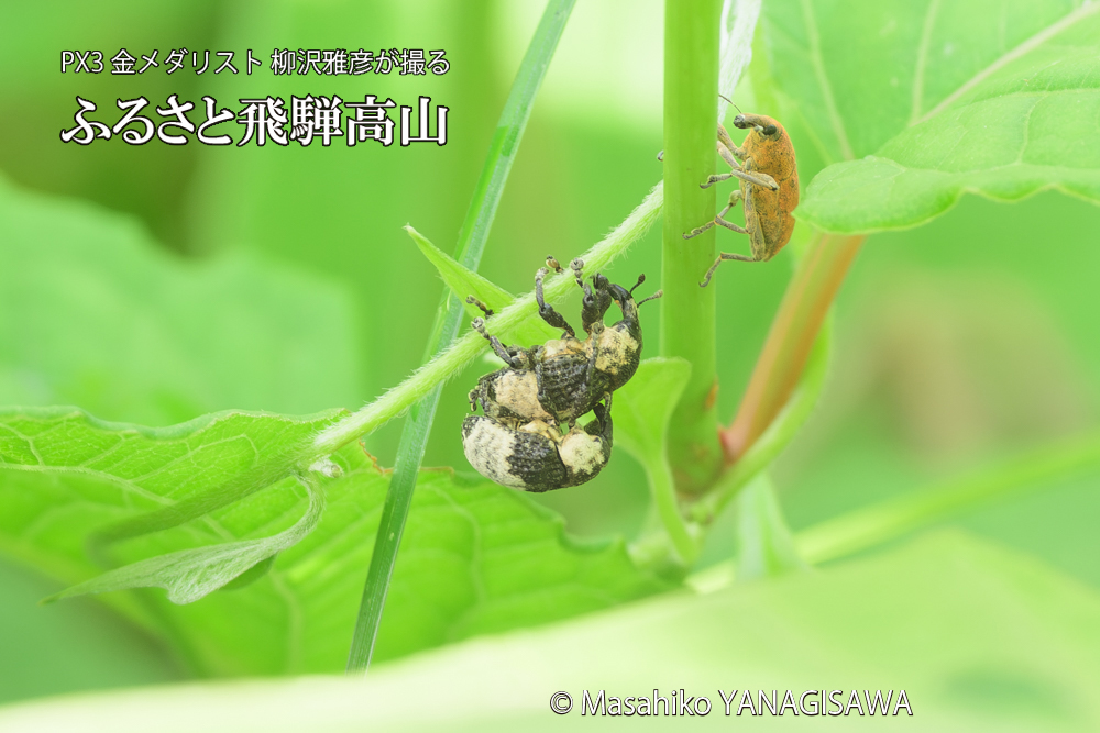 飛騨高山に棲むオジロアシナガゾウムシの写真です。