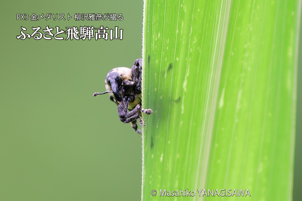 飛騨高山に棲むオジロアシナガゾウムシの写真です。