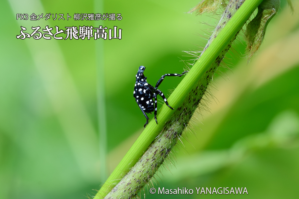 飛騨高山に棲むシタベニハゴロモの赤ちゃんの写真です。