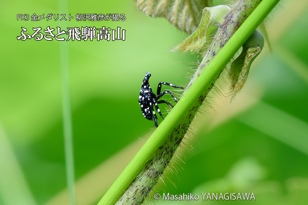 飛騨高山に棲むシタベニハゴロモの赤ちゃんの写真です。