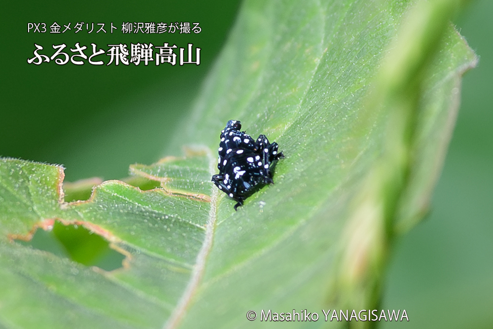 飛騨高山に棲むシタベニハゴロモの赤ちゃんの写真です。