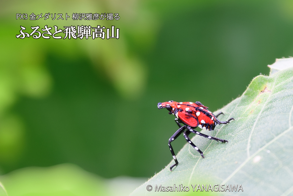 飛騨高山に棲むシタベニハゴロモの幼虫の写真です。