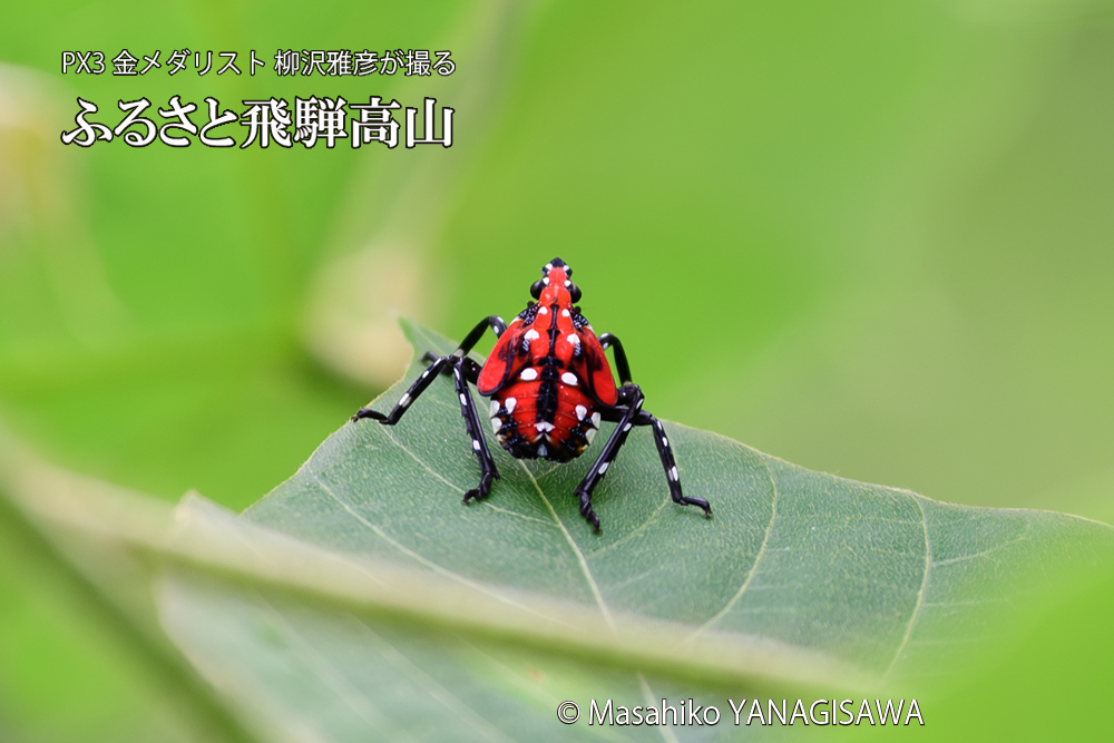 飛騨高山に棲むシタベニハゴロモの幼虫の写真です。