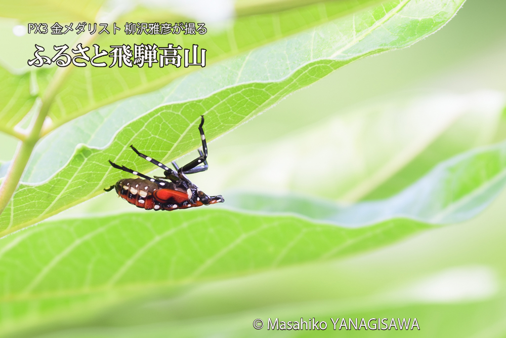 飛騨高山に棲むシタベニハゴロモの幼虫の写真です。
