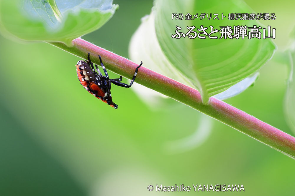 飛騨高山に棲むシタベニハゴロモの幼虫の写真です。