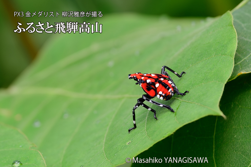 飛騨高山に棲むシタベニハゴロモの幼虫の写真です。