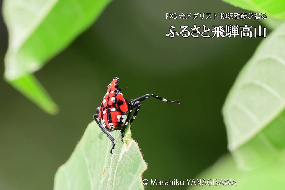 飛騨高山に棲むシタベニハゴロモの幼虫の写真です。