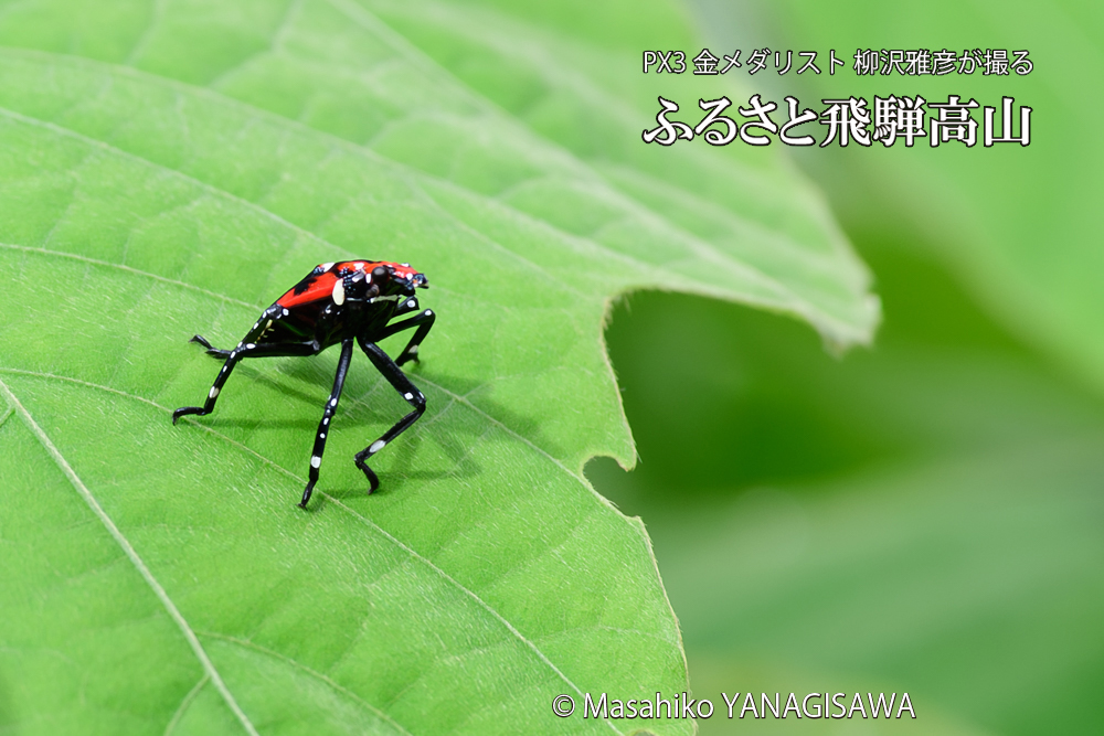 飛騨高山に棲むシタベニハゴロモの幼虫の写真です。