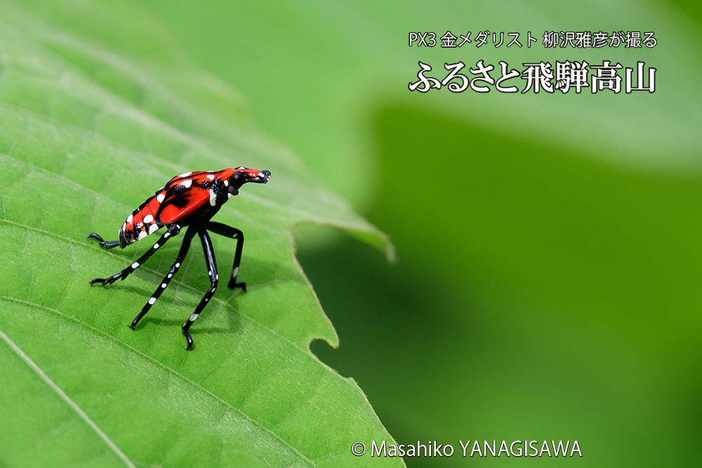 飛騨高山に棲むシタベニハゴロモの幼虫の写真です。