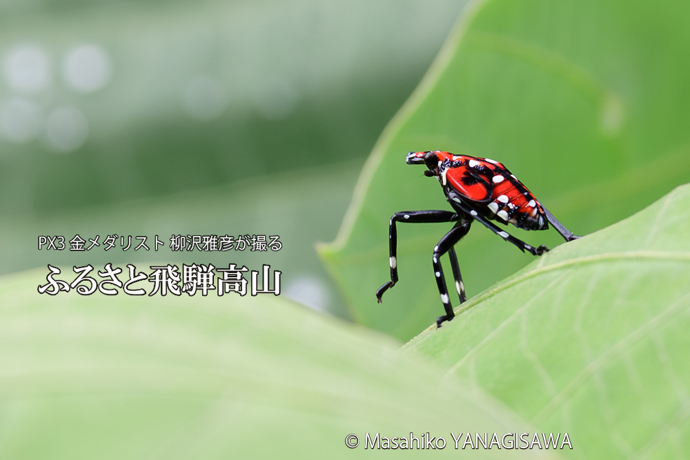 飛騨高山に棲むシタベニハゴロモの幼虫の写真です。