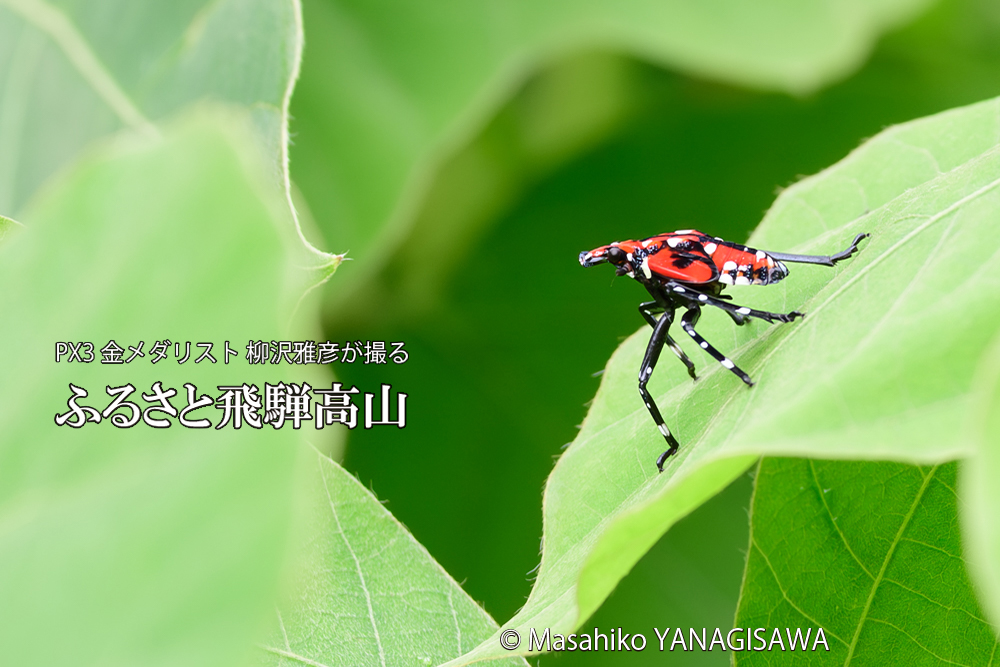 飛騨高山に棲むシタベニハゴロモの幼虫の写真です。