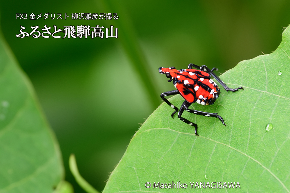 飛騨高山に棲むシタベニハゴロモの幼虫の写真です。