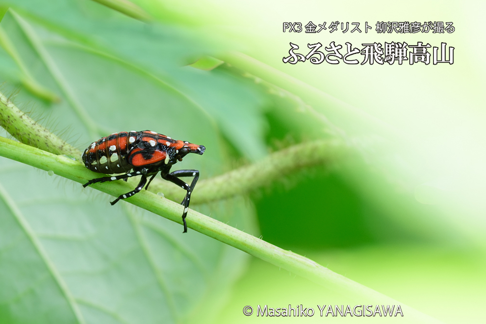 飛騨高山に棲むシタベニハゴロモの幼虫の写真です。