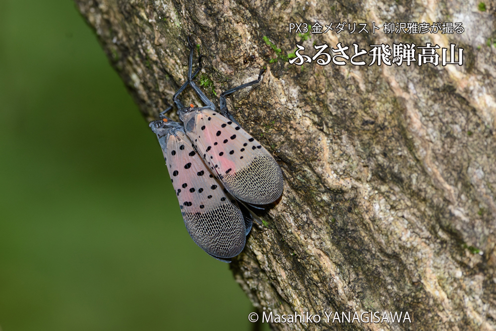 飛騨高山に棲むシタベニハゴロモの成虫の写真です。