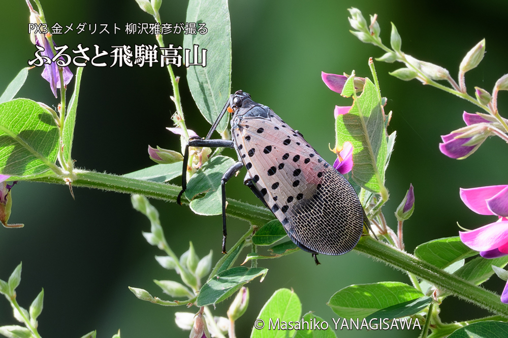 飛騨高山に棲むシタベニハゴロモの成虫の写真です。