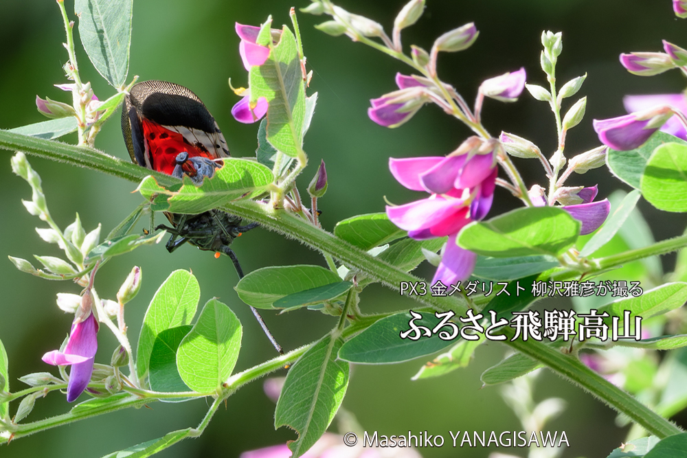 飛騨高山に棲むシタベニハゴロモの成虫の写真です。