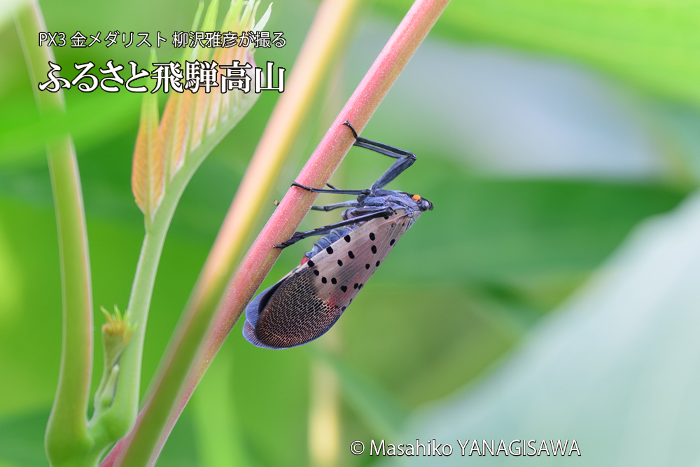 飛騨高山に棲むシタベニハゴロモの成虫の写真です。