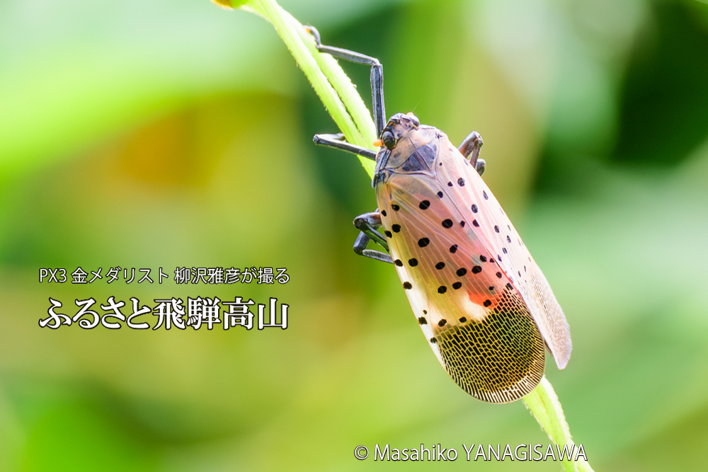 飛騨高山に棲むシタベニハゴロモの成虫の写真です。