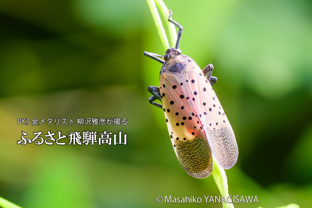 飛騨高山に棲むシタベニハゴロモの成虫の写真です。