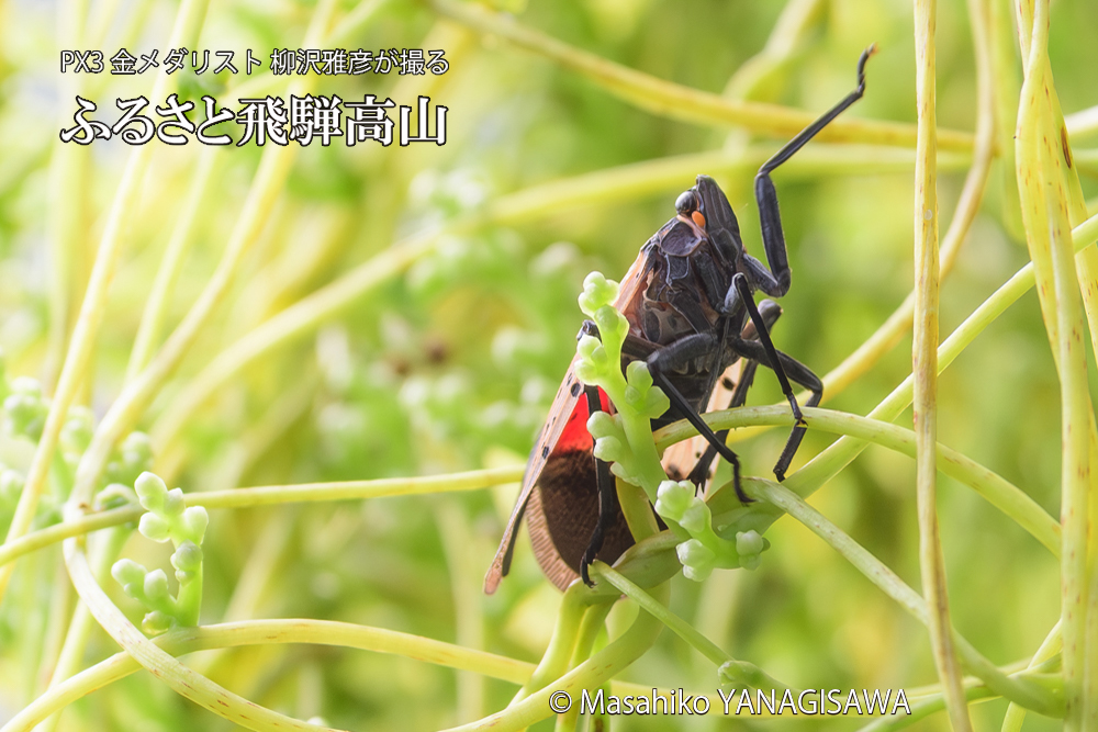 飛騨高山に棲むシタベニハゴロモの成虫の写真です。
