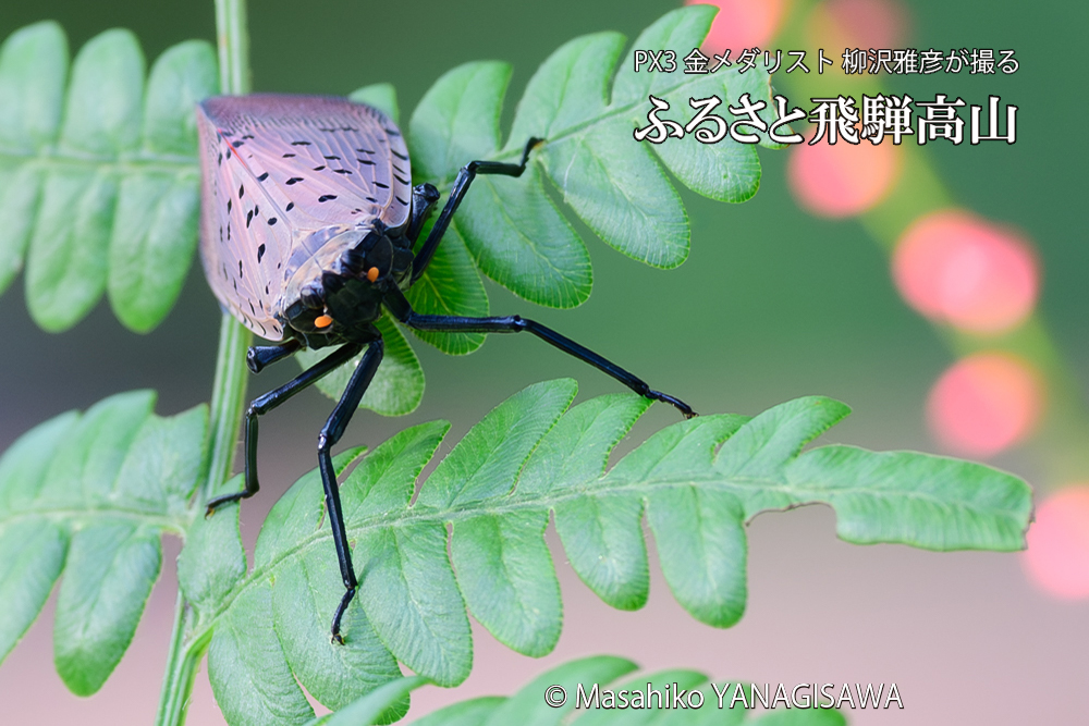 飛騨高山に棲むシタベニハゴロモの成虫の写真です。
