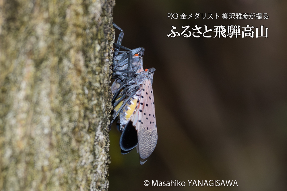 飛騨高山に棲むシタベニハゴロモの成虫の写真です。