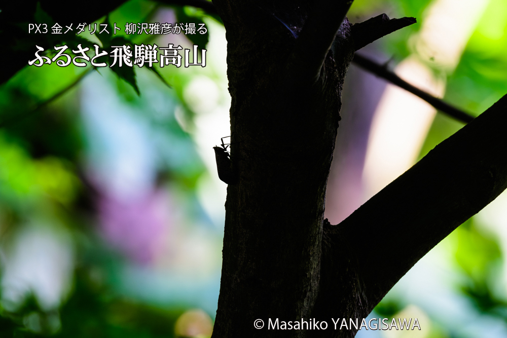 飛騨高山に棲むシタベニハゴロモの成虫の写真です。