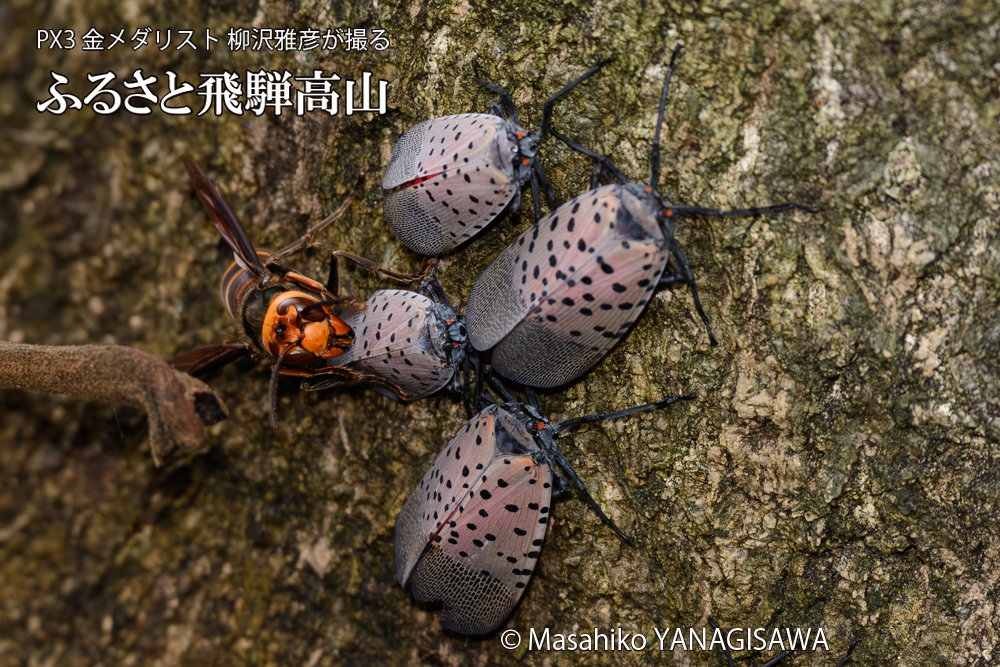 飛騨高山に棲むスズメバチとシタベニハゴロモの成虫の写真です。