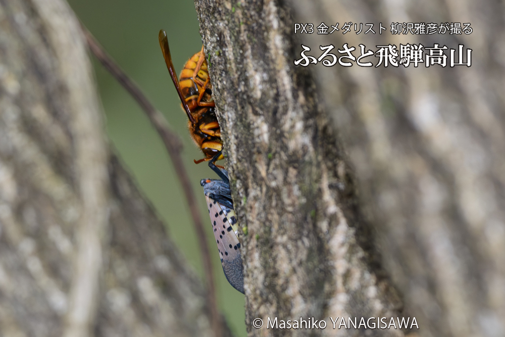飛騨高山に棲むスズメバチとシタベニハゴロモの成虫の写真です。
