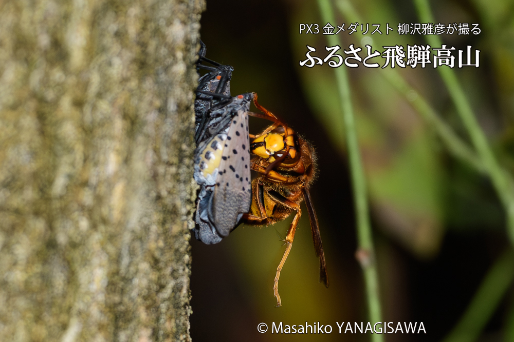 飛騨高山に棲むスズメバチとシタベニハゴロモの成虫の写真です。