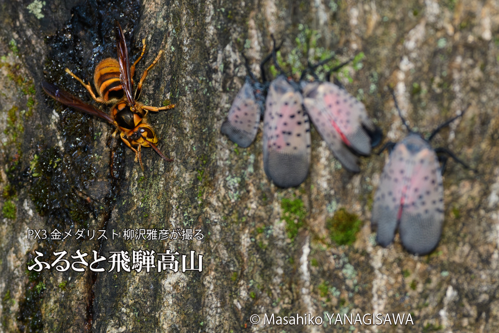 飛騨高山に棲むスズメバチとシタベニハゴロモの成虫の写真です。