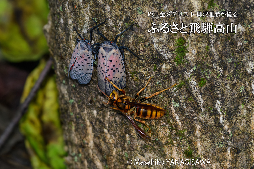 飛騨高山に棲むスズメバチとシタベニハゴロモの成虫の写真です。