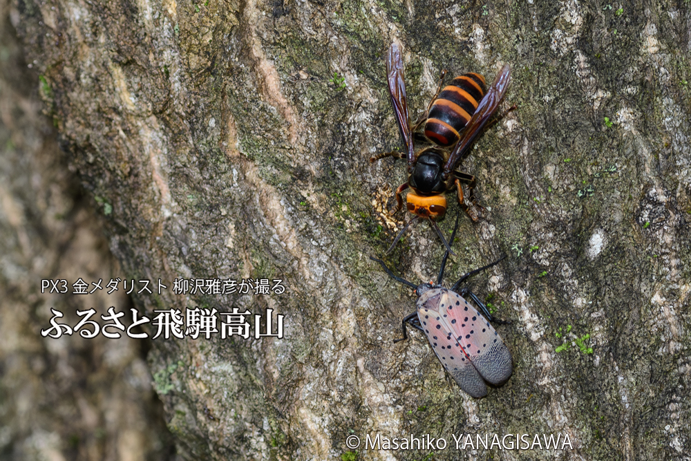 飛騨高山に棲むスズメバチとシタベニハゴロモの成虫の写真です。