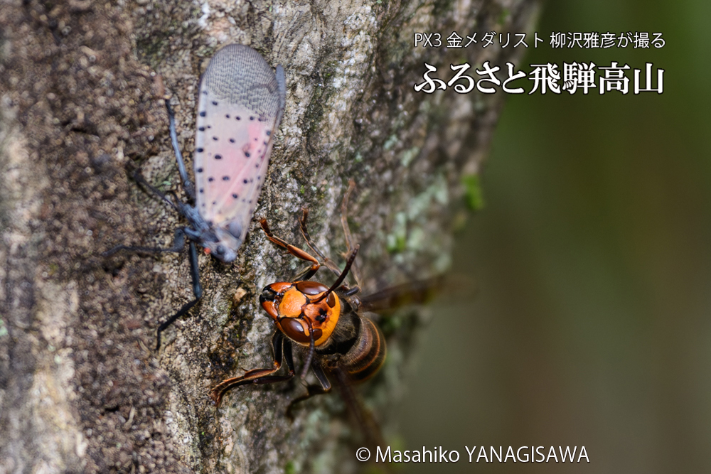 飛騨高山に棲むスズメバチとシタベニハゴロモの成虫の写真です。