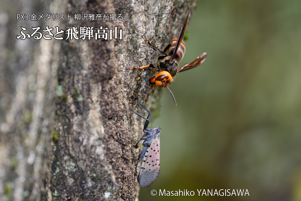 飛騨高山に棲むスズメバチとシタベニハゴロモの成虫の写真です。