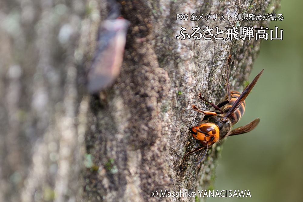 飛騨高山に棲むスズメバチとシタベニハゴロモの成虫の写真です。